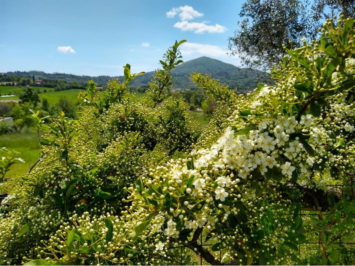 Le Piracante Caiazzo Exteriör bild
